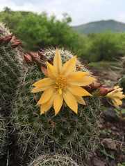 Mammillaria beneckei