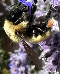 Bombus fervidus