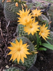 Mammillaria beneckei