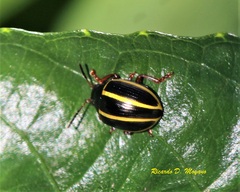 Desmogramma