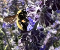Bombus fervidus