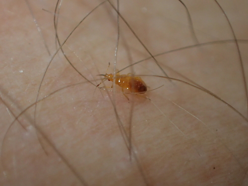leskličkovité (Anthocoridae)