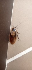 Blaberinae