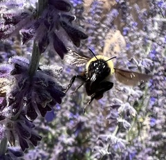 Bombus fervidus