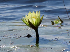 Nymphaea lotus