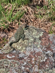 Crotaphytus collaris