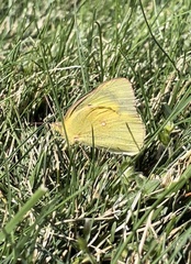 Colias philodice