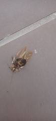 Blaberinae