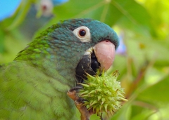 Thectocercus acuticaudatus