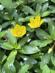 Ludwigia hexapetala