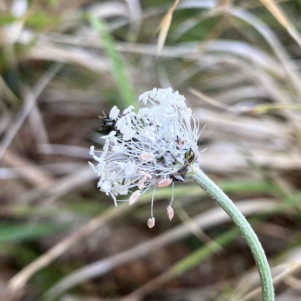 Plantago argentea — a medium houseplant, prefers full sun light
