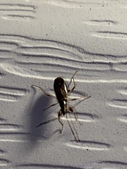 Lygaeoidea