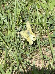 Colias philodice