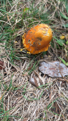 Amanita flavoconia