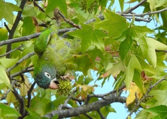 Thectocercus acuticaudatus