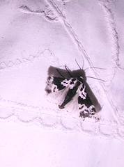 Hypercompe andromela