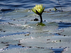 Nymphaea lotus