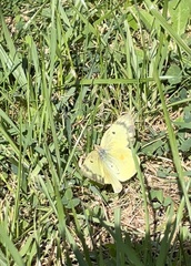 Colias philodice