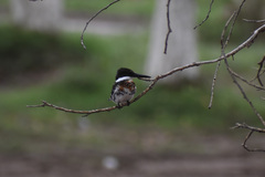 Chloroceryle americana