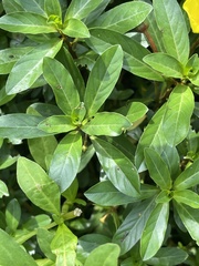 Ludwigia hexapetala