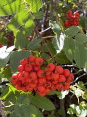 Sorbus aucuparia