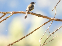 Mecocerculus leucophrys