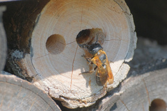 Megachile sculpturalis