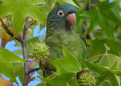 Thectocercus acuticaudatus