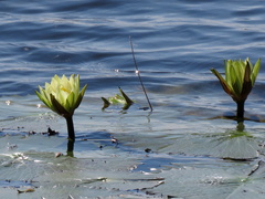 Nymphaea lotus