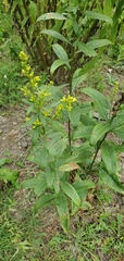 Solidago speciosa
