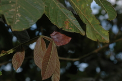 Fountainea rayoensis