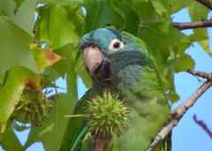 Thectocercus acuticaudatus