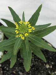 Erysimum cheiranthoides