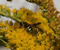 Chrysotoxum festivum