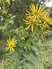 Silphium
