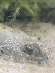 Platichthys solemdali