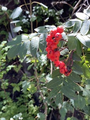 Sorbus aucuparia