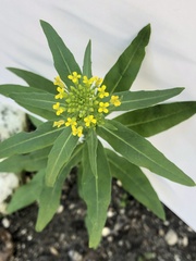 Erysimum cheiranthoides