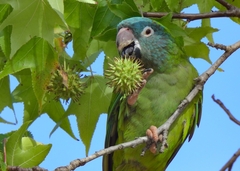 Thectocercus acuticaudatus