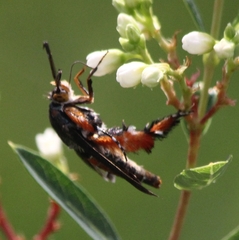 Eichlinia cucurbitae
