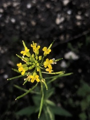 Erysimum cheiranthoides