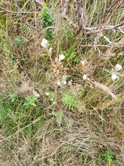 Linaria repens