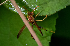 Mischocyttarus mexicanus