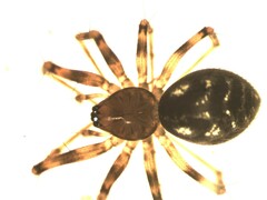 Lepthyphantes leprosus