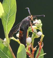 Eichlinia cucurbitae