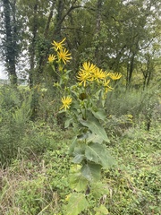 Silphium