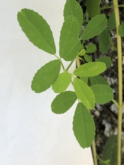 Melilotus albus