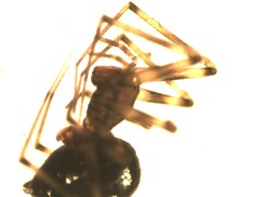 Lepthyphantes leprosus
