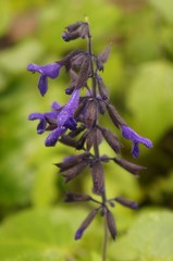 Salvia concolor