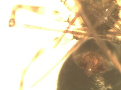 Lepthyphantes leprosus